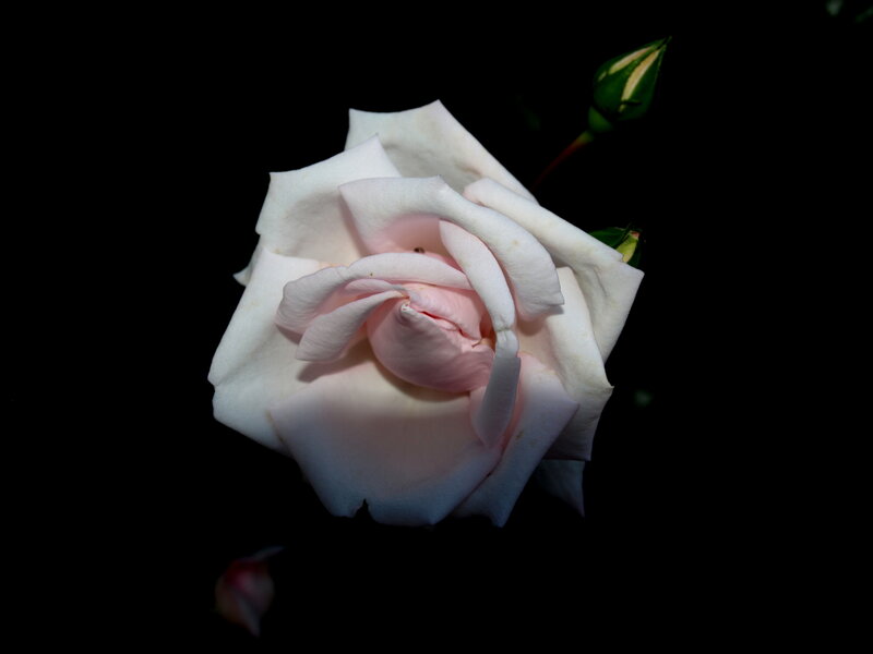 White rose with pink center