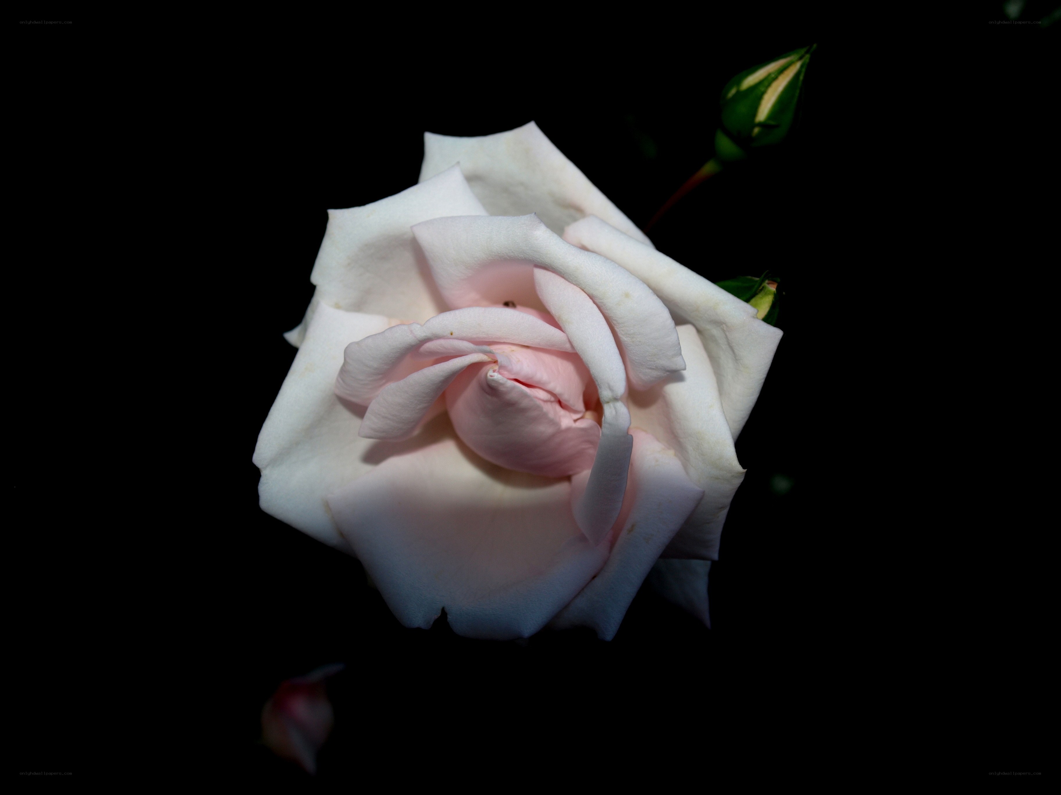 White rose with pink center
