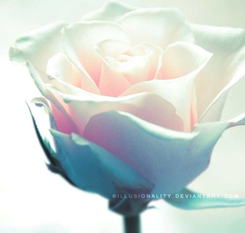 White Rose with Pink Center — Serene, Digital Art
