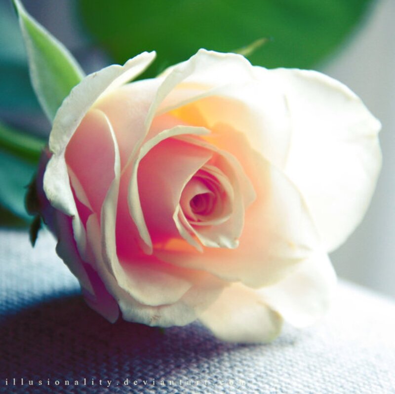 White Rose with Pink Center — Serene, Photograph