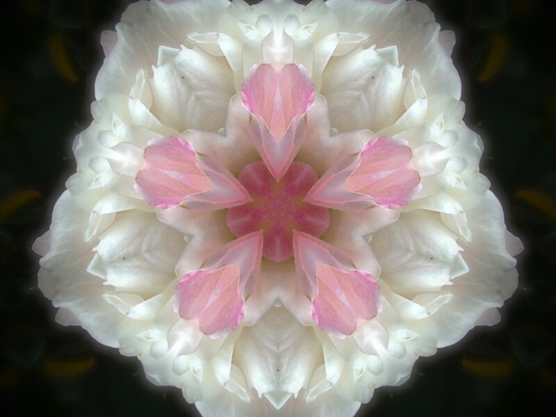 White Rose with Pink Center — Serene