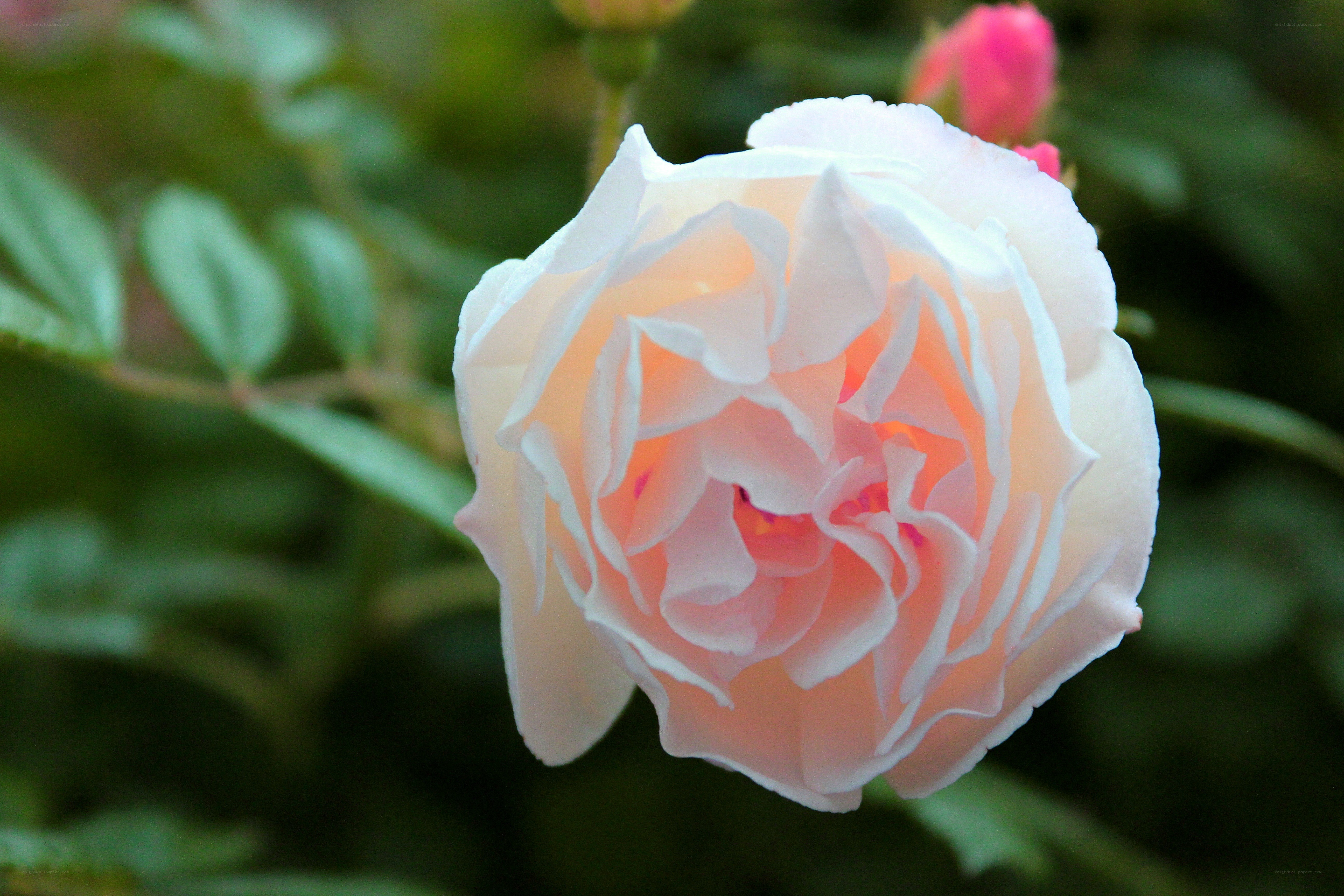 white rose with pink center