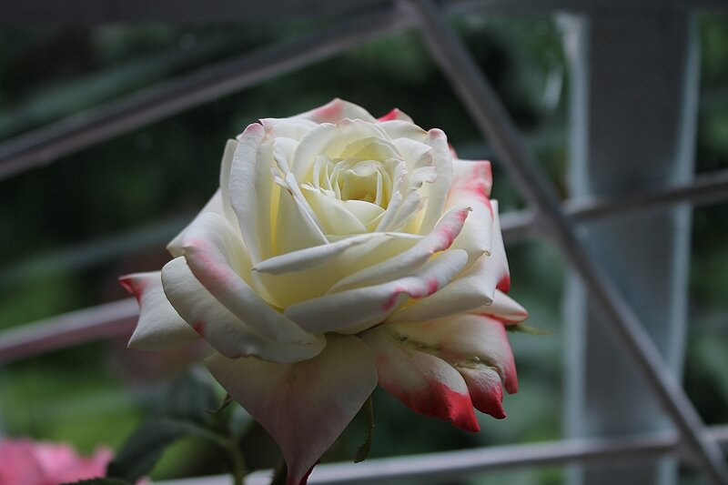 White Rose with Pink Edges — Calm, Photograph