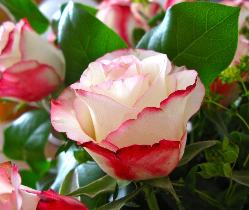 White Rose with Pink Edges — Calm