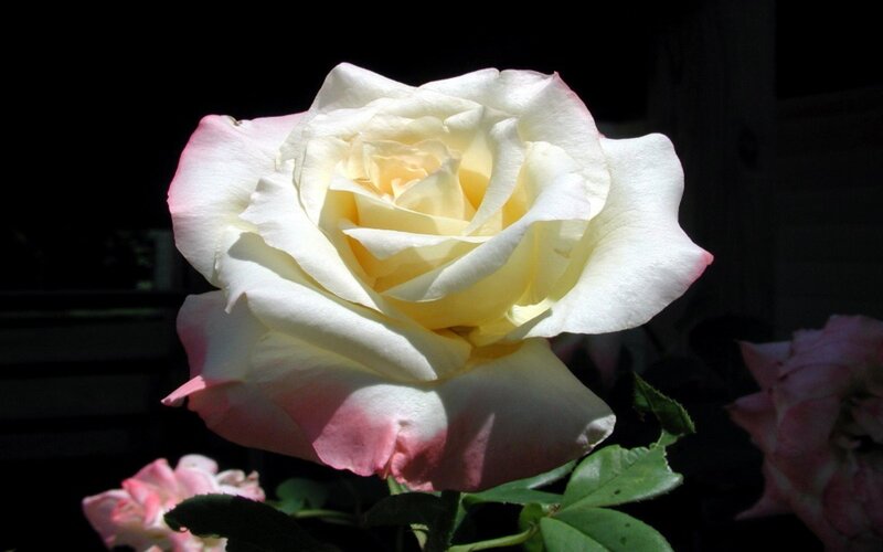White Rose with Pink Edges — Dramatic