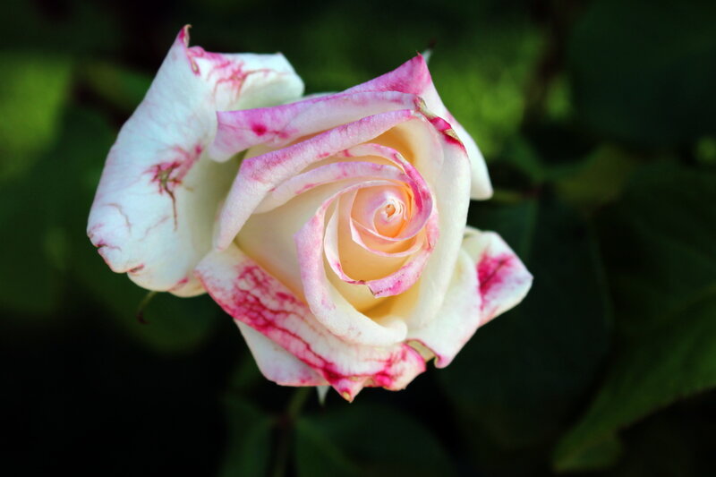 White Rose with Pink Edges — Serene
