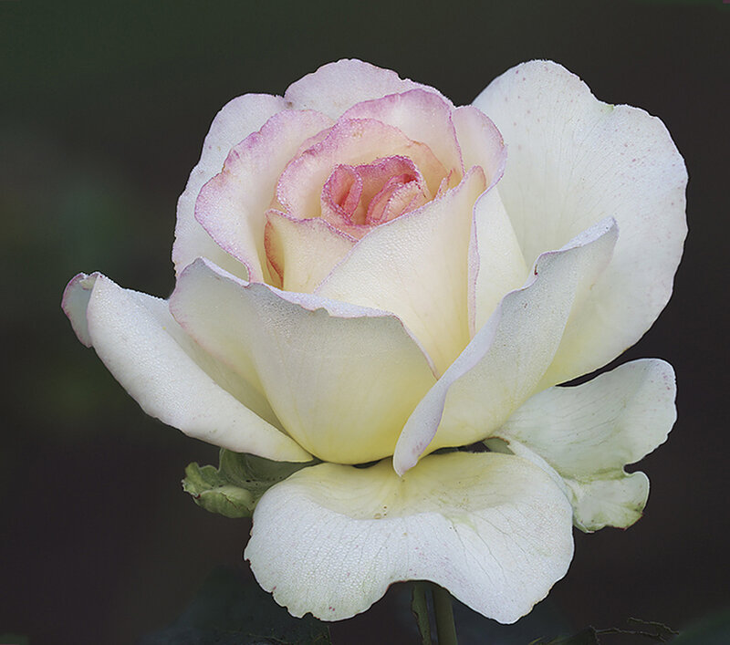 White Rose with Pink Edges