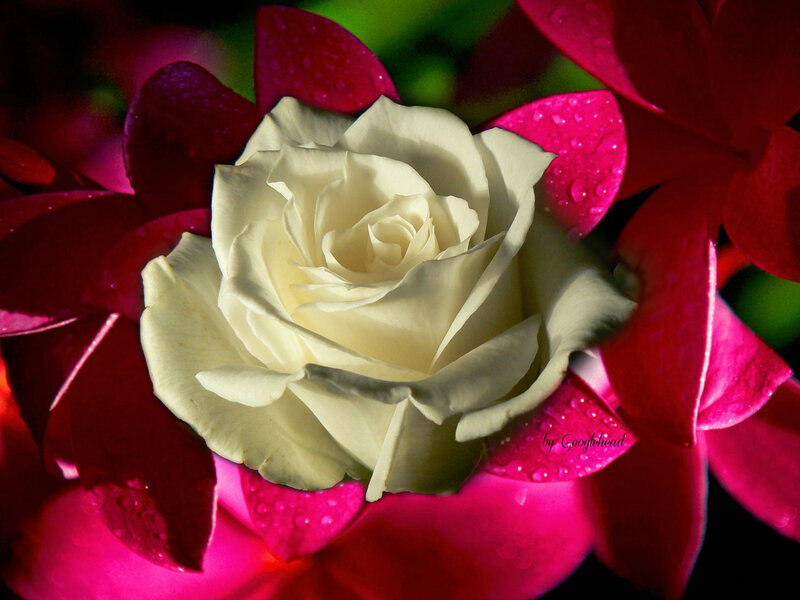 White Rose with Pink Petals