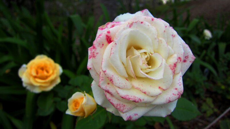 White Rose with Pink Spots — Calm