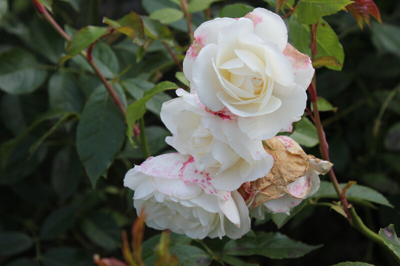 White Rose with Pink Spots