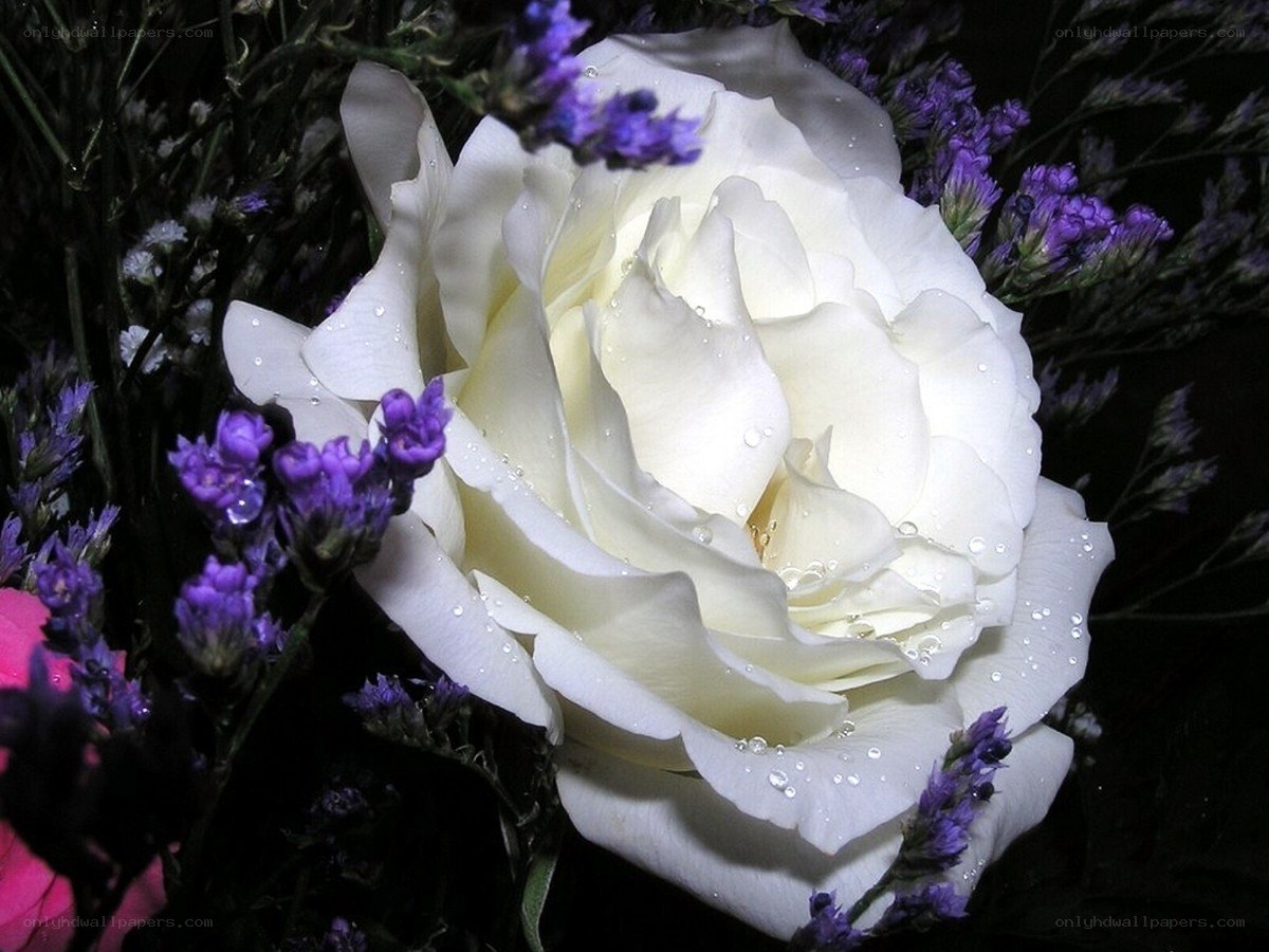 White rose with purple flowers