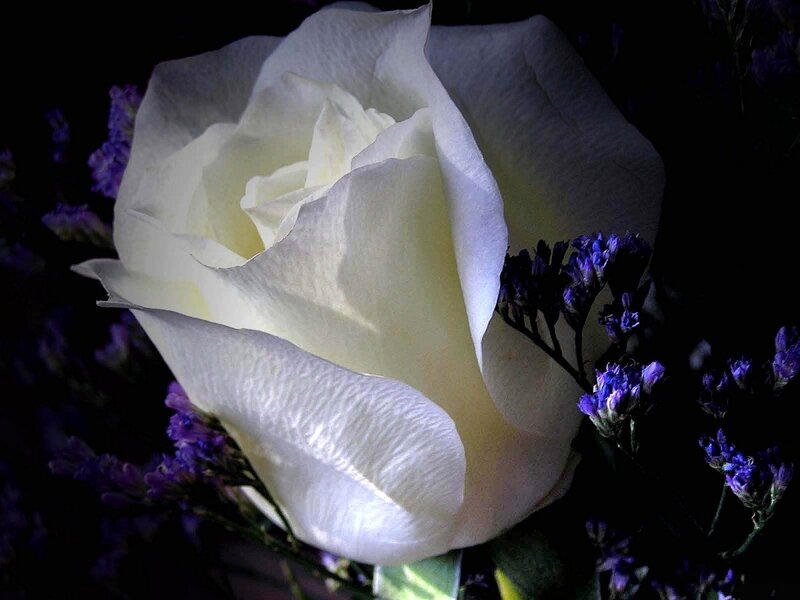 White Rose with Purple Flowers — Dramatic