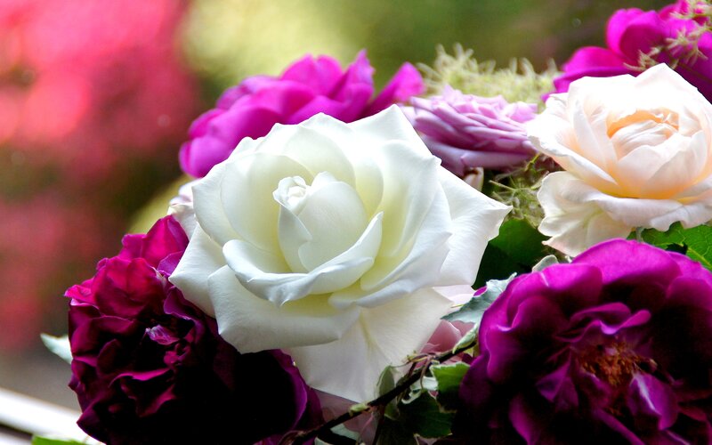 White Rose with Purple Flowers — Serene