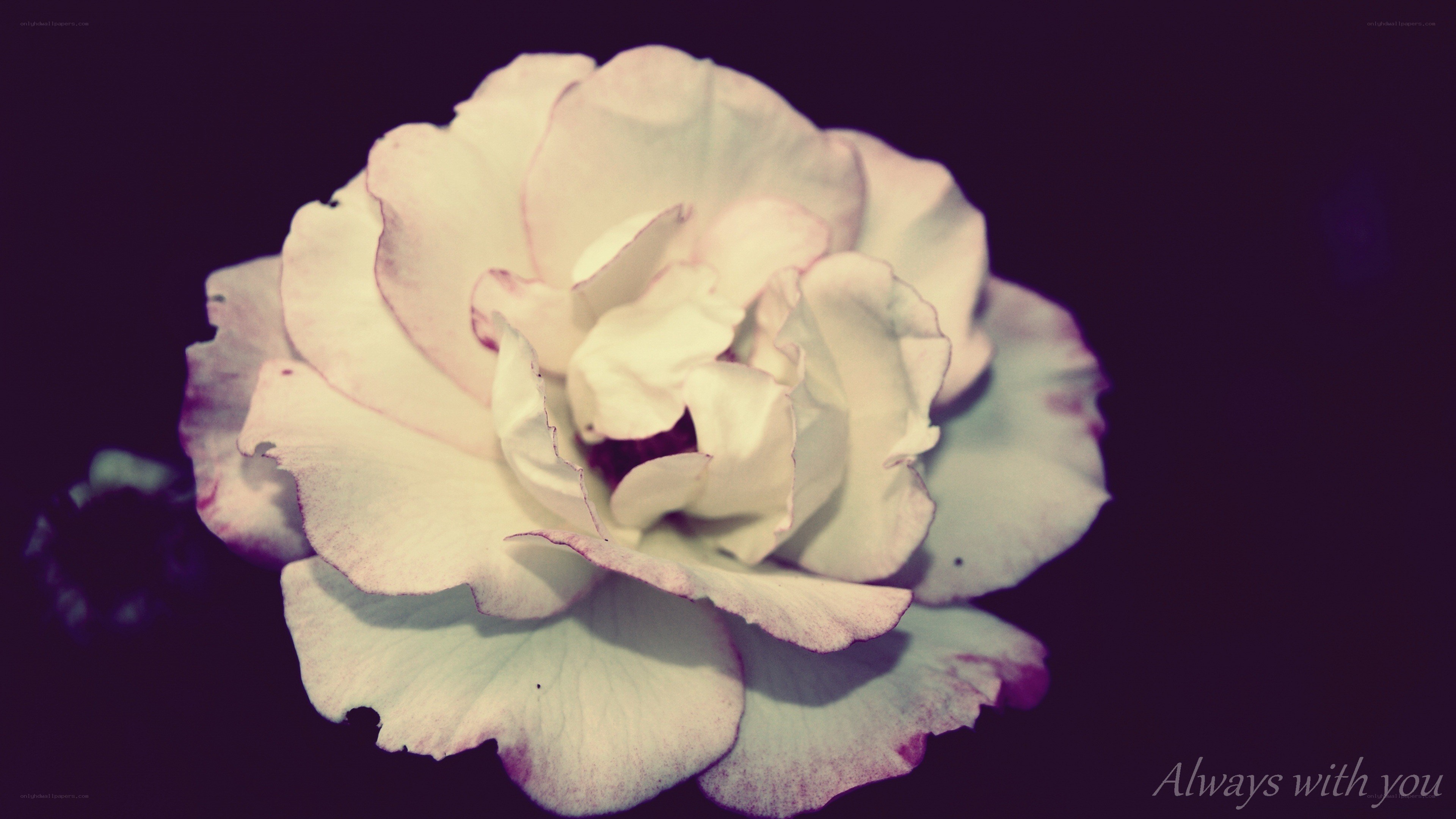 white rose with purple tint