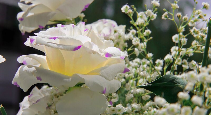 White Rose with Purple Tips