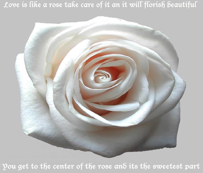 white rose with quote