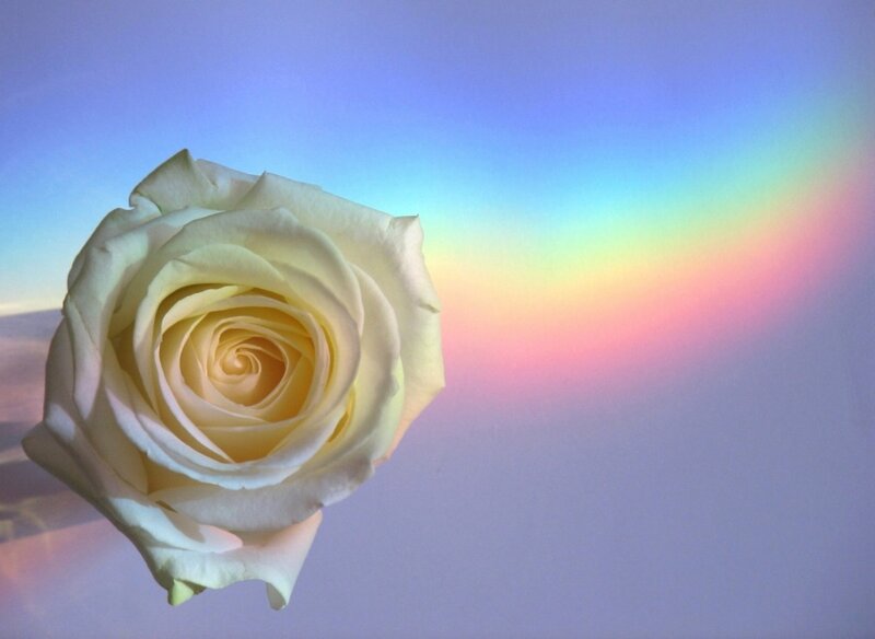 White Rose with Rainbow