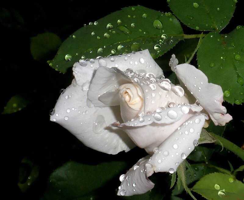 White rose with raindrops