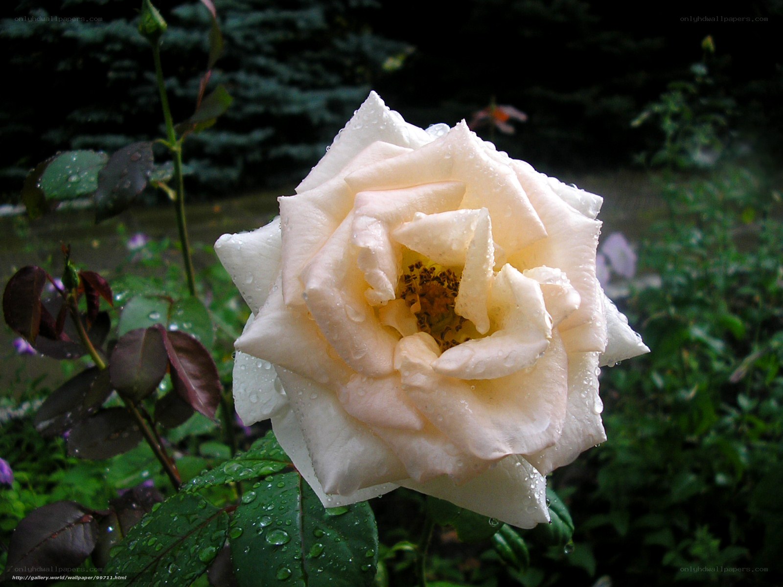 White rose with raindrops