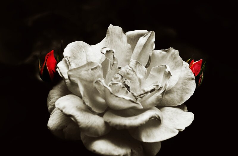 White Rose with Red Buds
