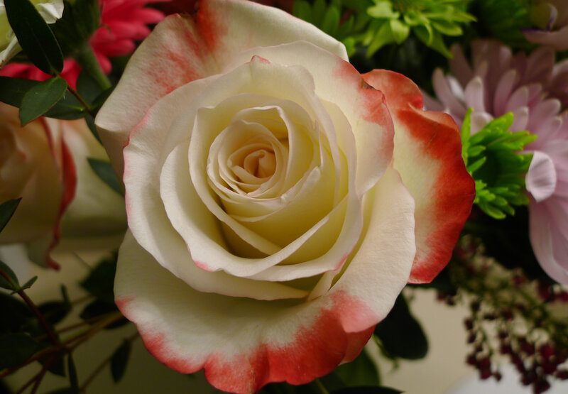 White Rose with Red Edges — Calm