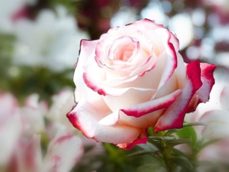 White Rose with Red Edges — Serene, Afternoon