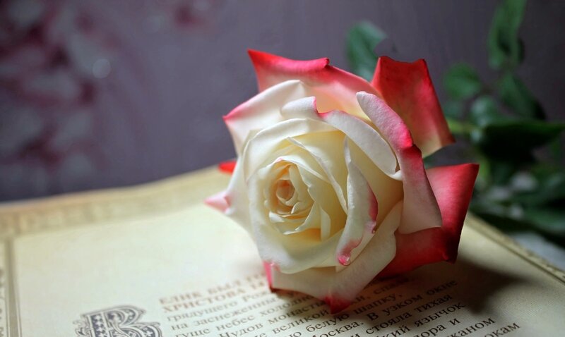White Rose with Red Edges — Serene, Photograph, Book