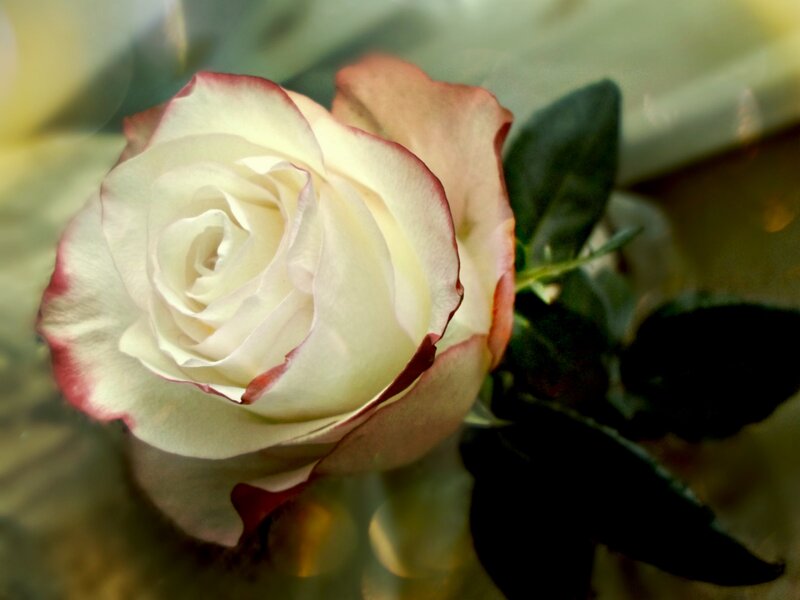 White Rose with Red Edges — Serene, Photograph, Leaves