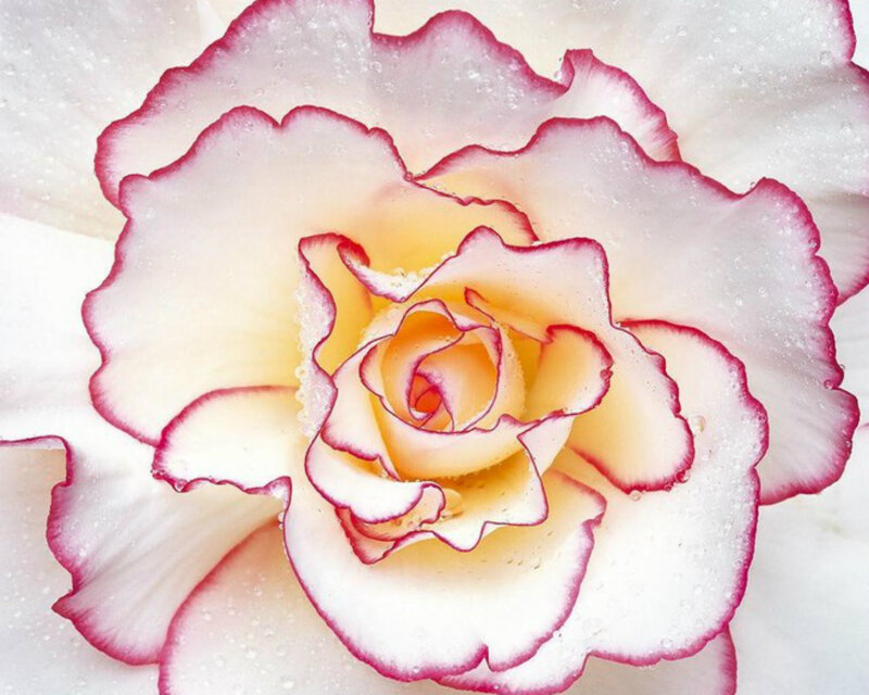 White Rose with Red Edges — Serene, Photograph, Petals
