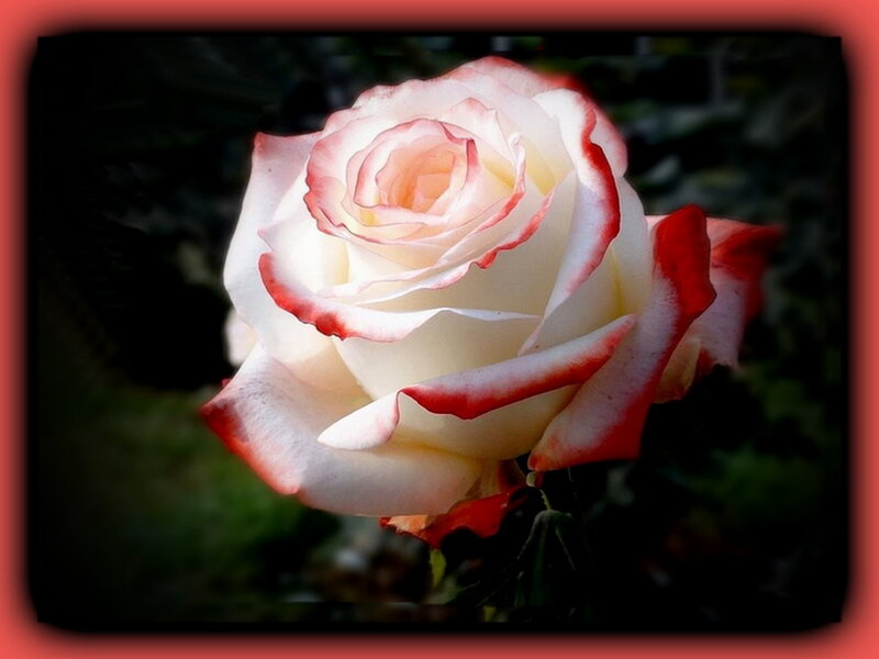 White Rose with Red Edges — Serene