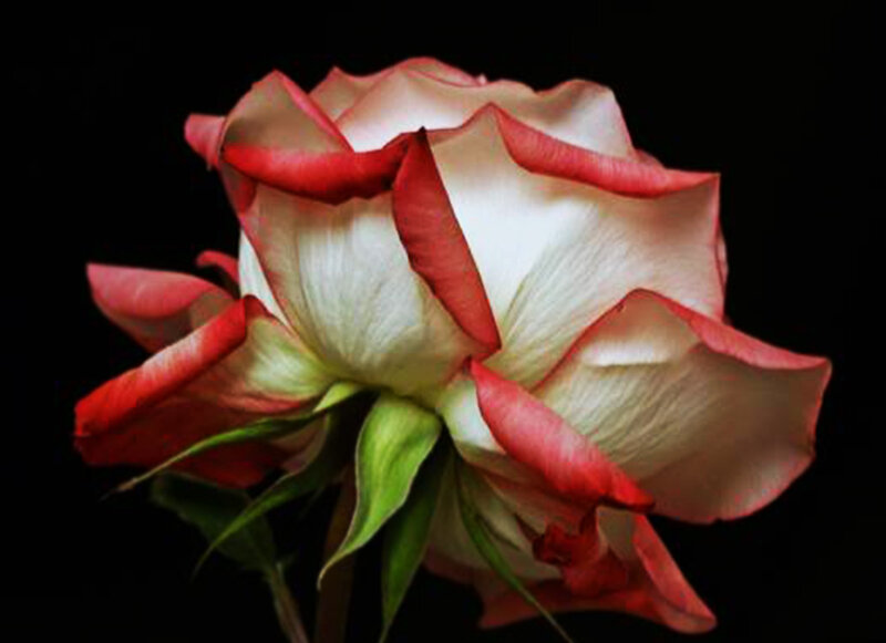 White Rose with Red Edges
