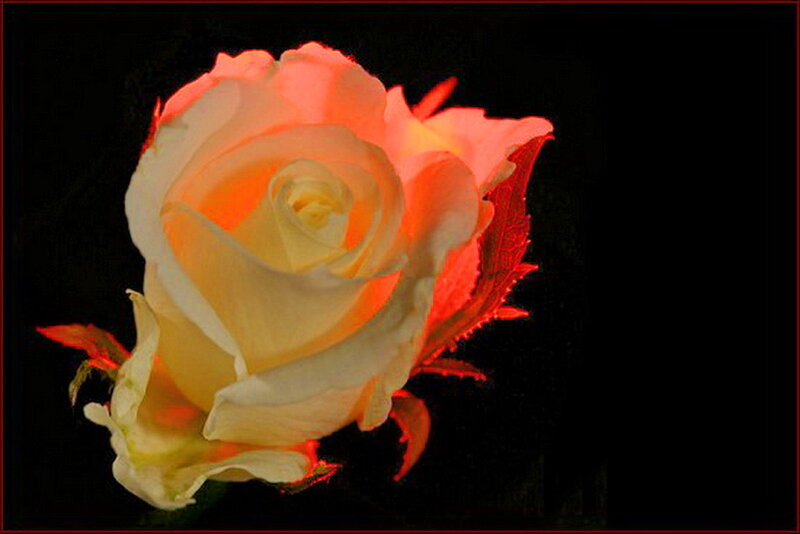 White Rose with Red Lighting