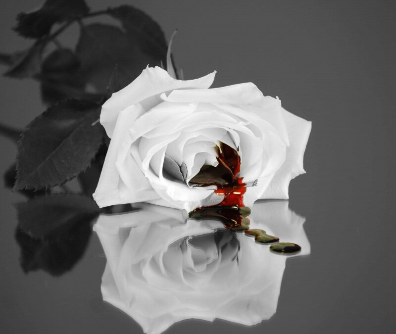 White Rose with Red Liquid