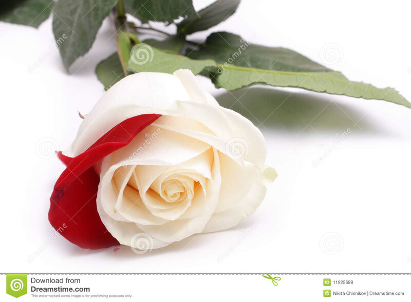 White Rose with Red Petal