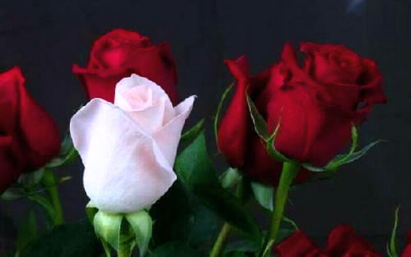White Rose with Red Roses — Calm