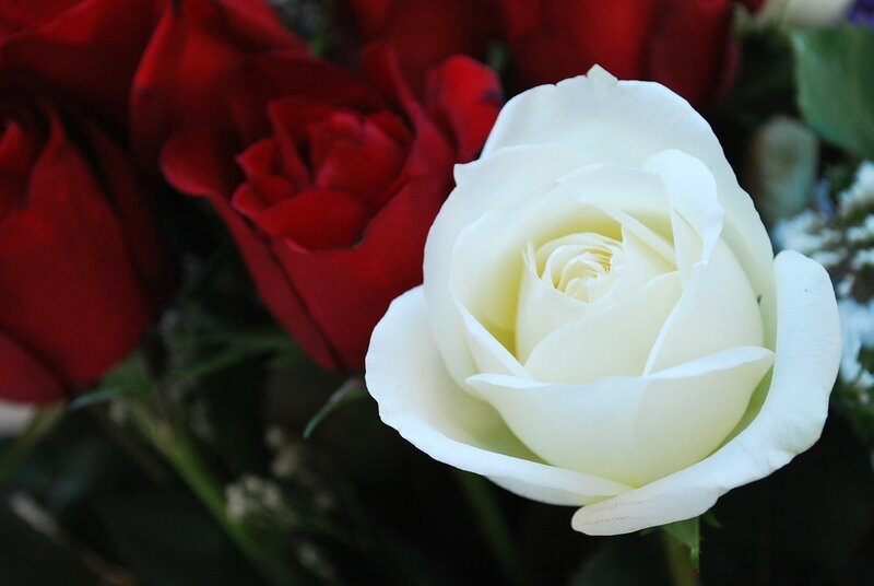white rose with red roses