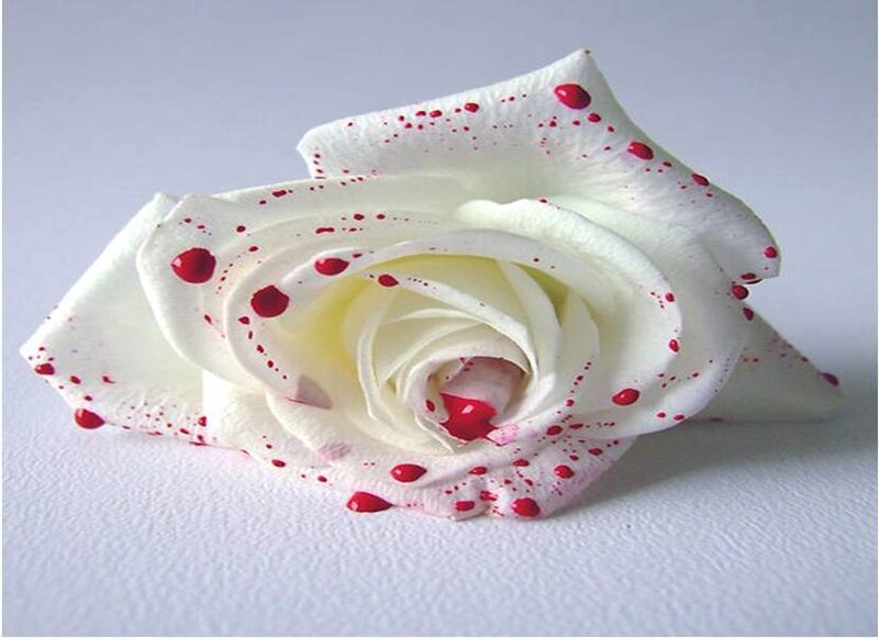 white rose with red splatters
