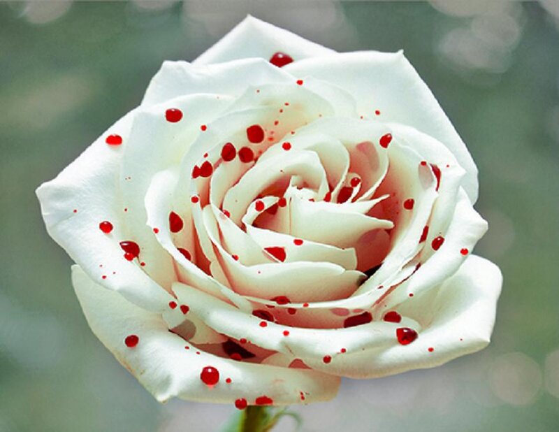 White Rose with Red Spots
