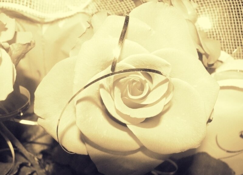 White Rose with Ribbon — Beige