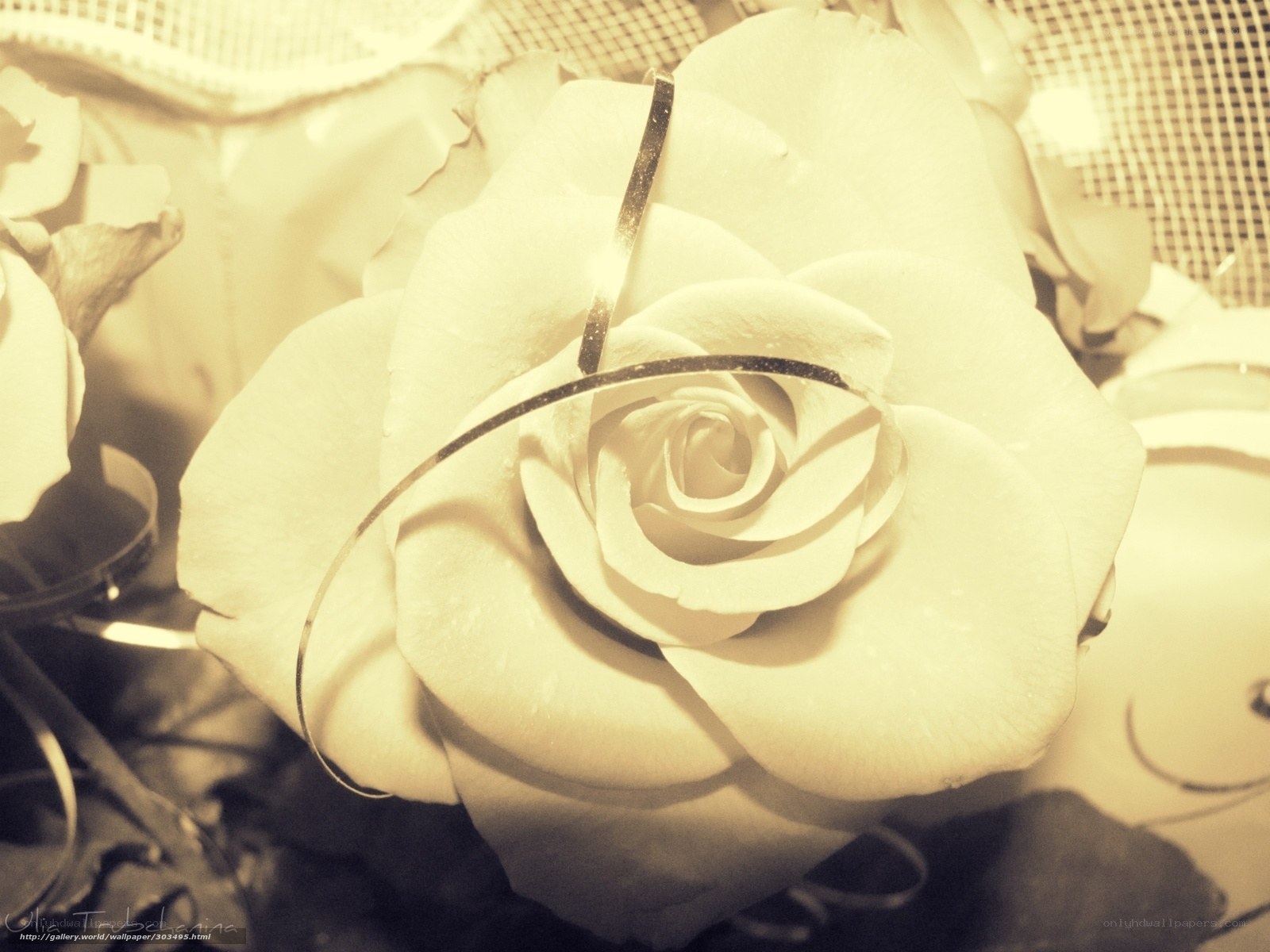 white rose with ribbon