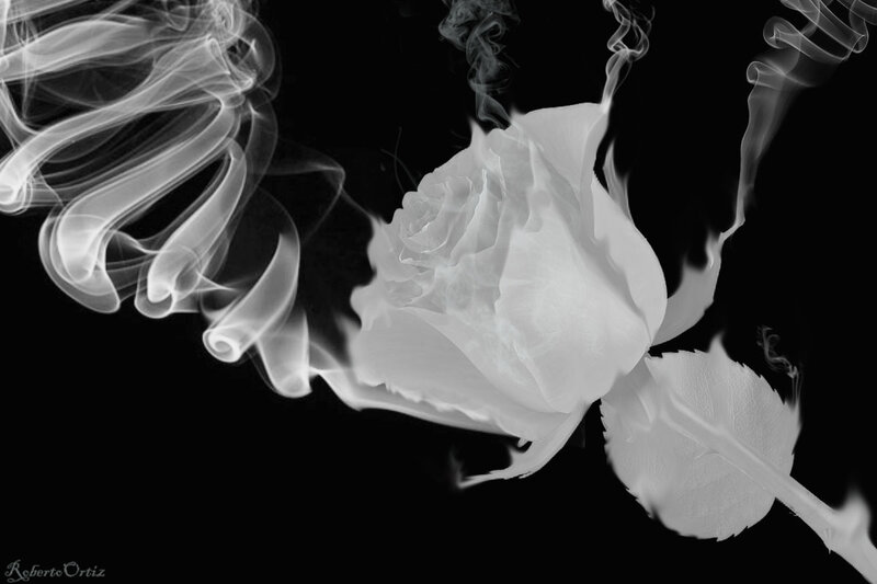 White Rose with Smoke