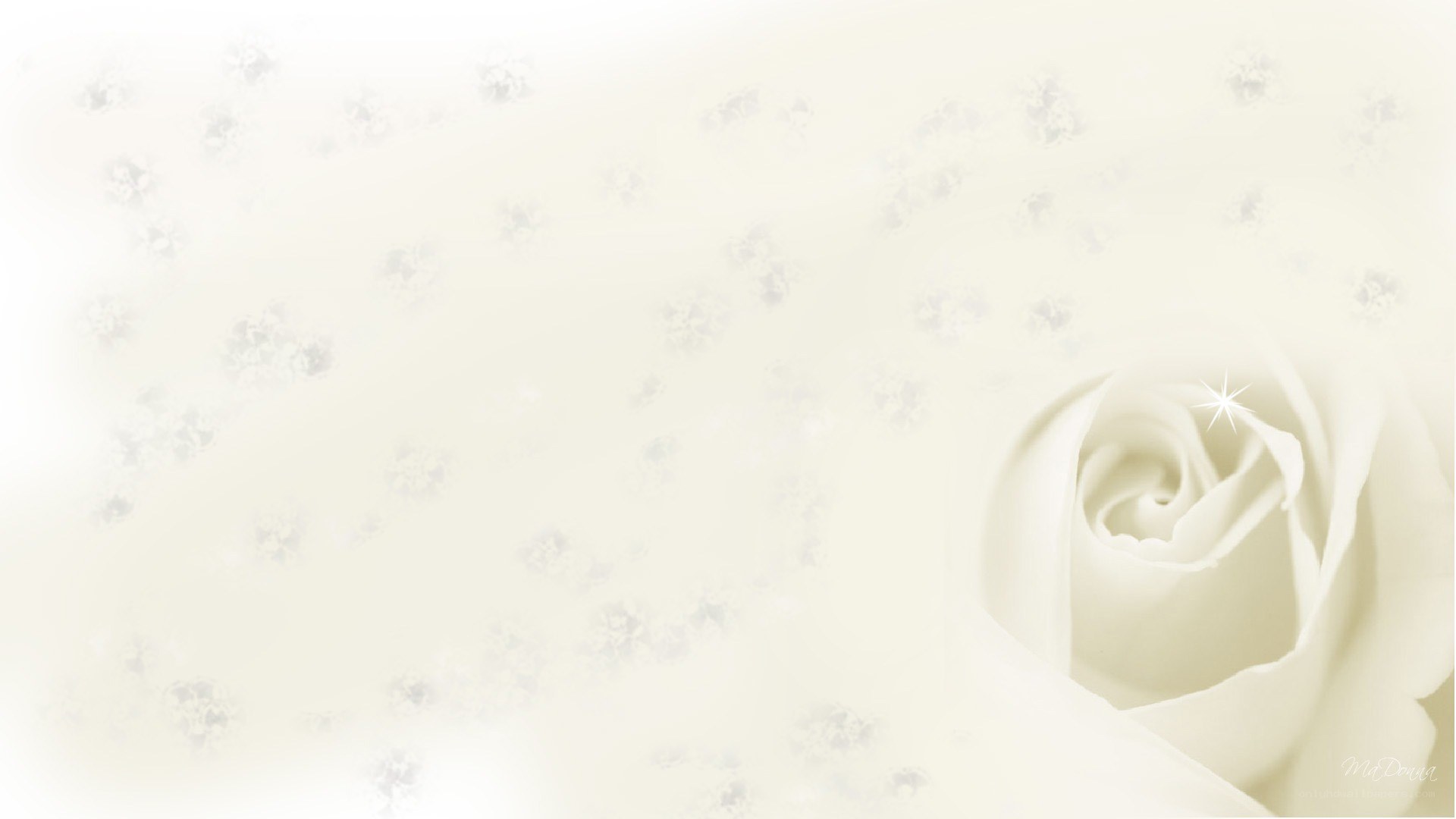 white rose with sparkles