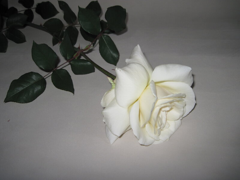 White Rose with Stem