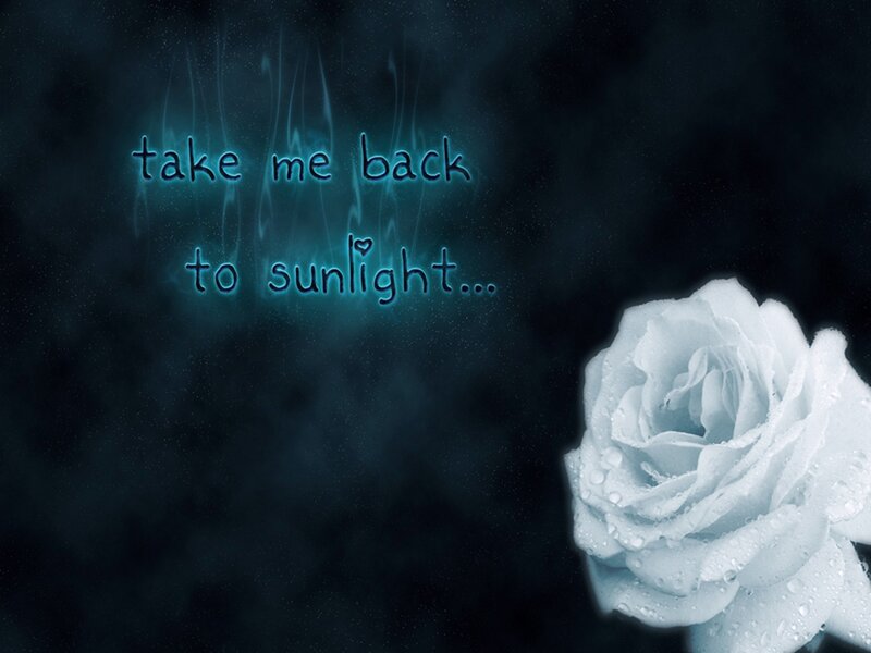 white rose with text