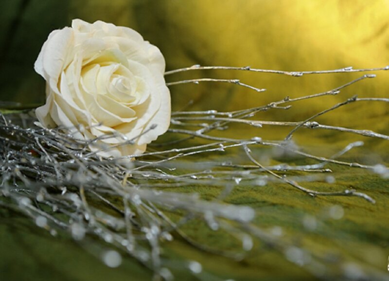 White Rose with Twigs