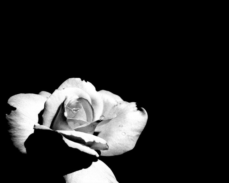 White Rose with Water Droplet — Black