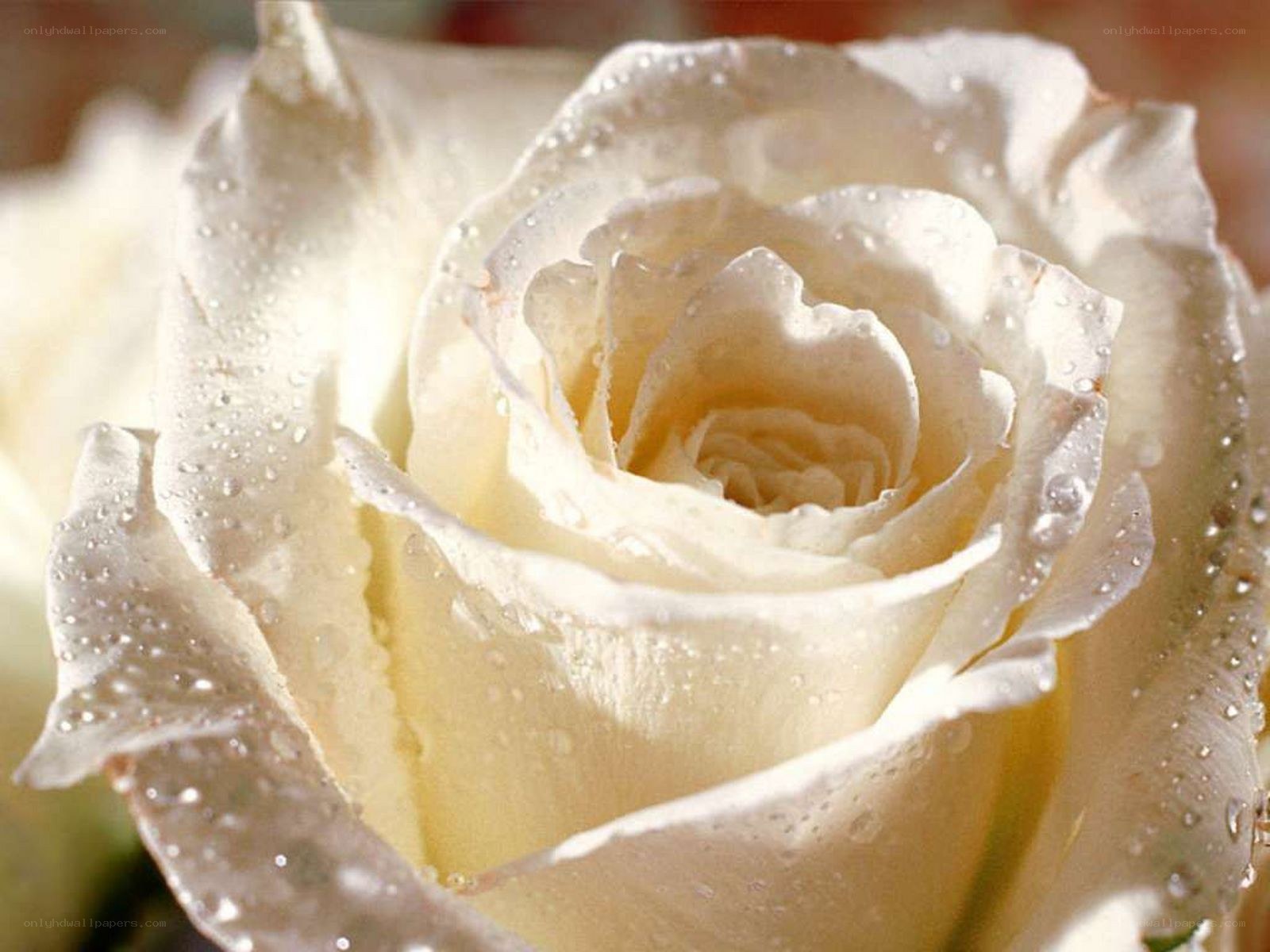 White rose with water droplets