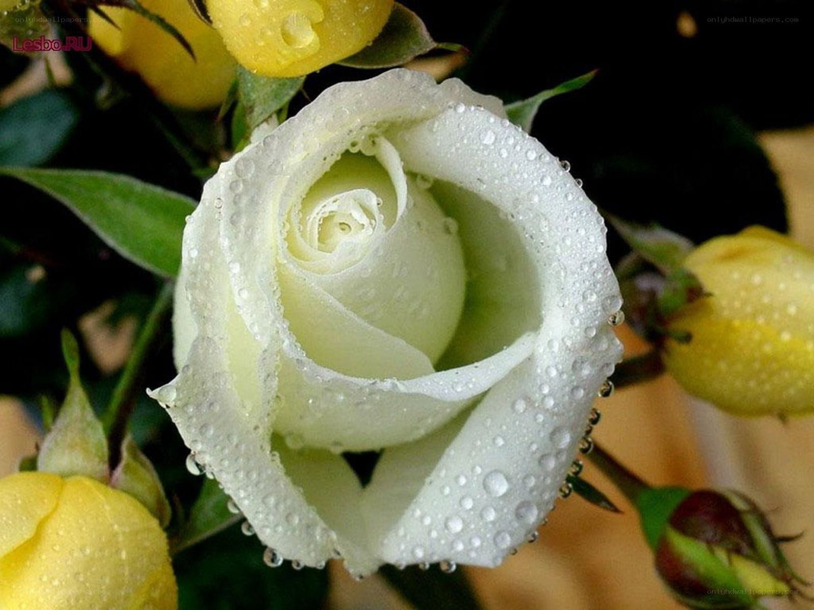 White rose with water droplets