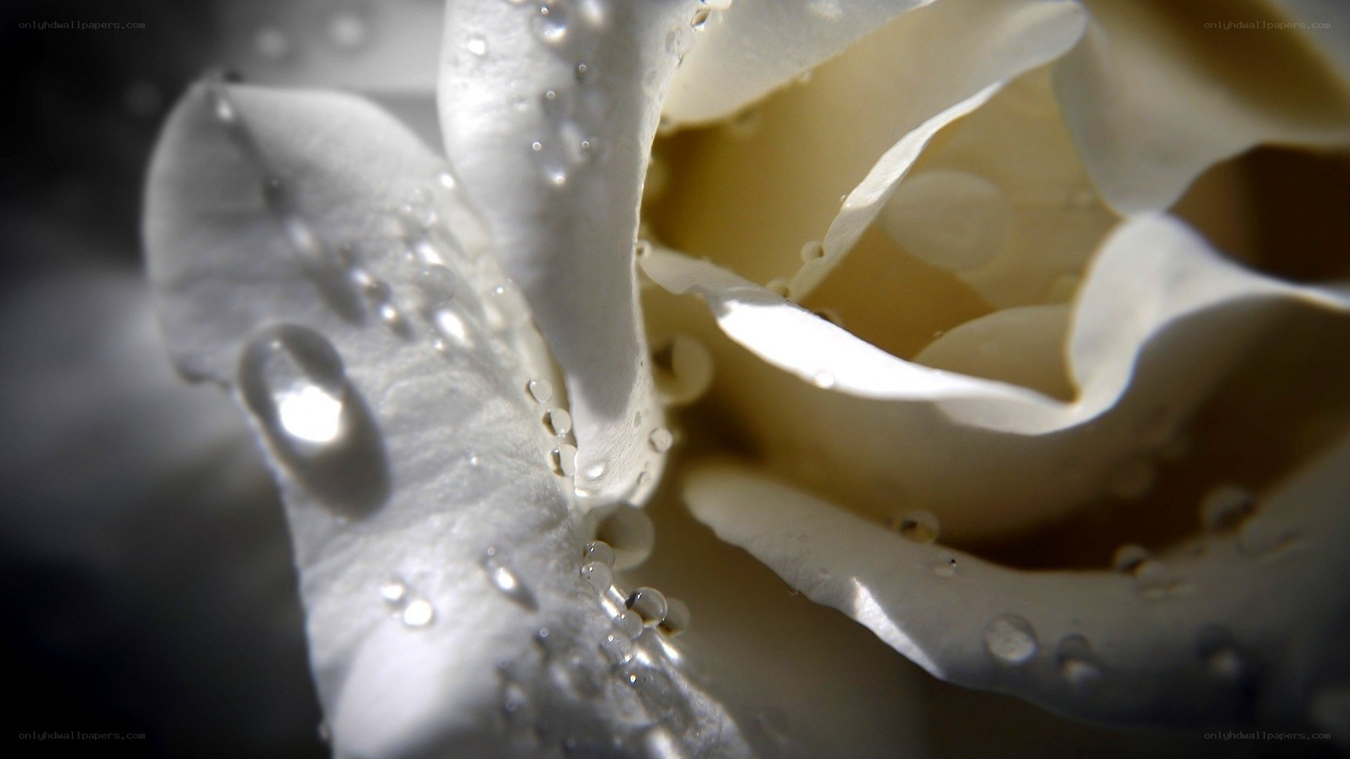 White rose with water droplets