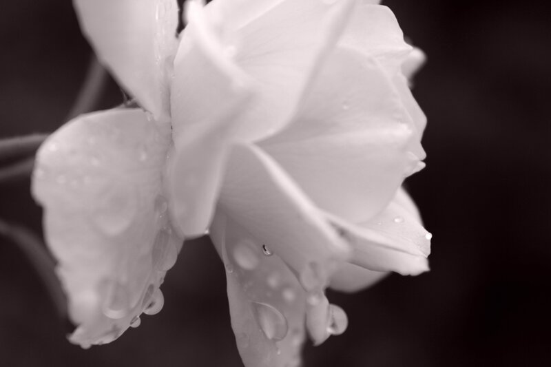 White rose with water droplets